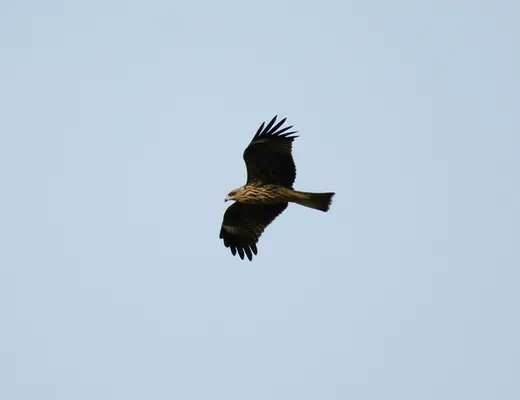 Black Kite