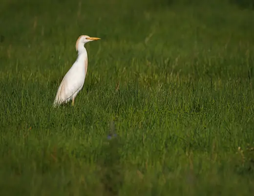 Cattle Egret
