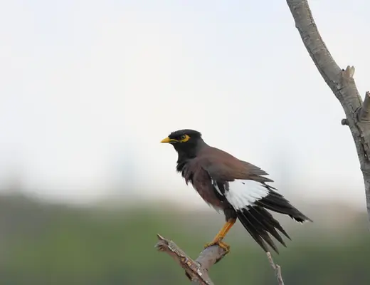 Common Myna