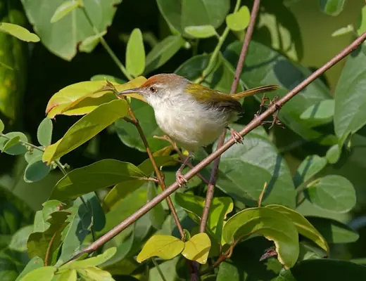 Common Tailorbird