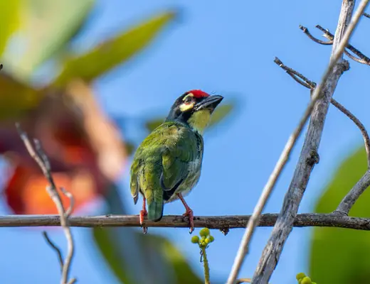 Coppersmith Barbet