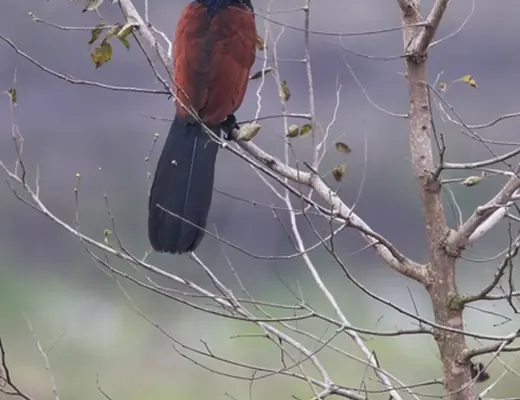 Greater Coucal