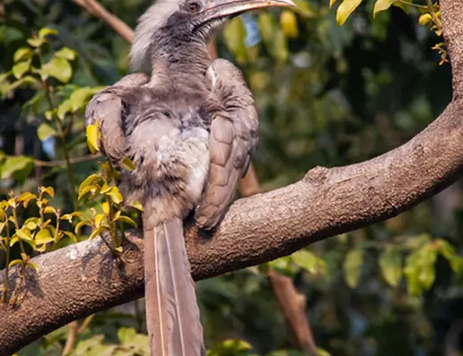 Indian Grey Hornbill