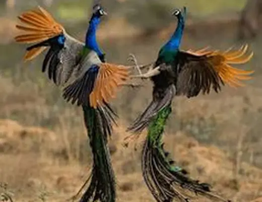 Indian Peafowl