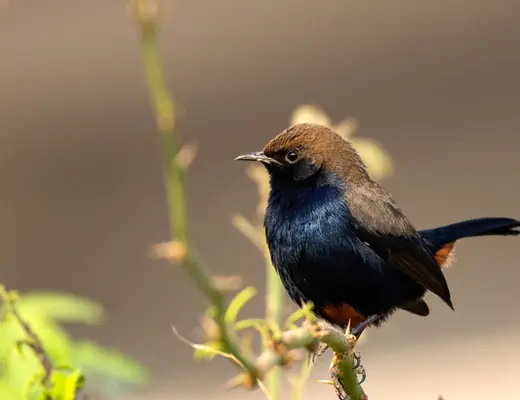 Indian Robin