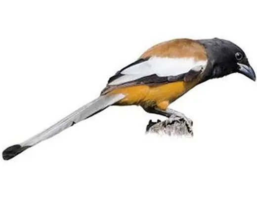 Rufous Treepie