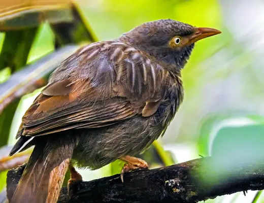 Jungle Babbler