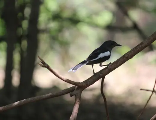 Oriental Magpie Robin