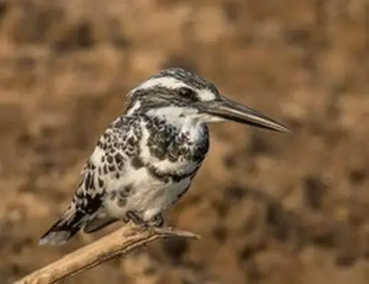 Pied Kingfisher