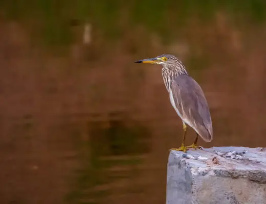 Indian Pond Heron