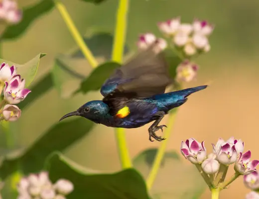 Purple Sunbird