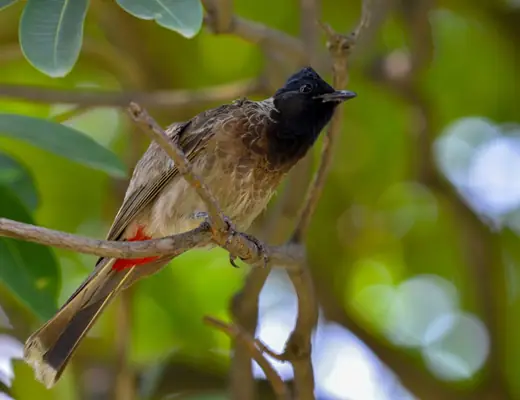 Red-vented Bulbul