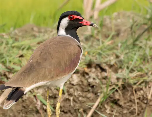 Red-wattled Lapwing