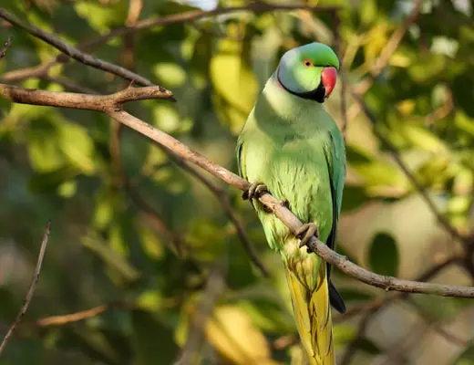 Rose-ringed Parakeet