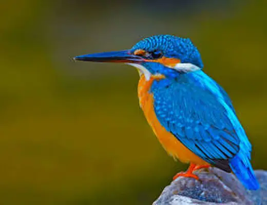 Common Kingfisher