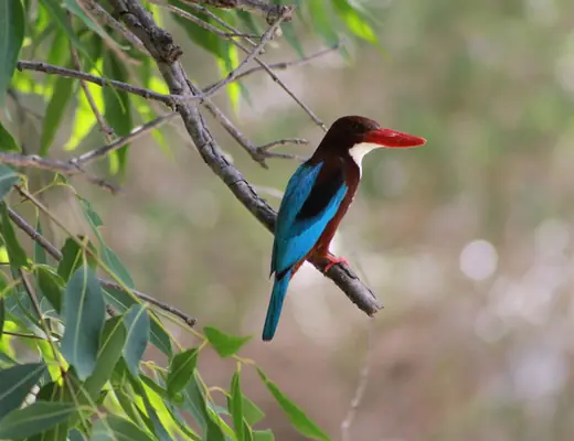 White-throated Kingfisher