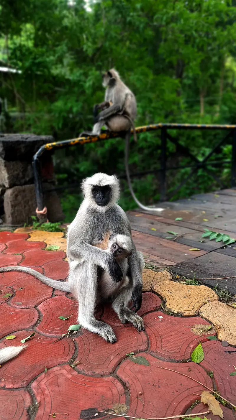 Grey langur mother and baby at Hiranya Resorts